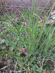Allium schoenoprasum