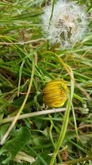 Taraxacum