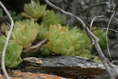Haworthia cymbiformis