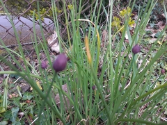 Allium schoenoprasum