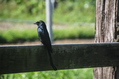 Dicrurus macrocercus harterti