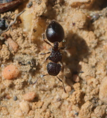 Meranoplus peringueyi