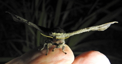 Holocerina smilax