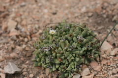 Corpuscularia lehmannii