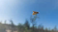 Nomophila noctuella