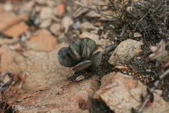 Adromischus inamoenus