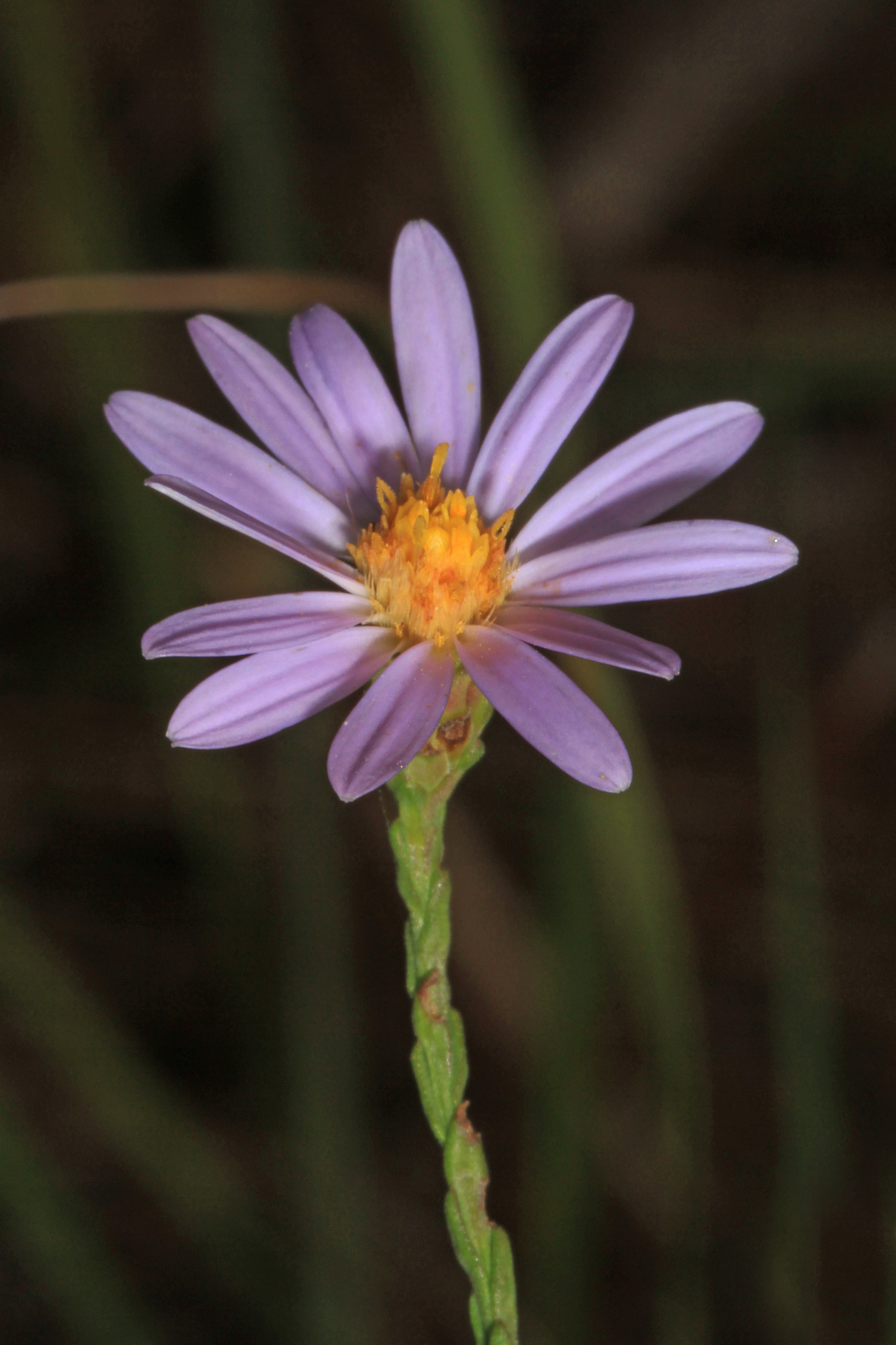 Symphyotrichum adnatum
