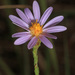 Scaleleaf Aster - Photo (c) Judy Gallagher, some rights reserved (CC BY), uploaded by Judy Gallagher
