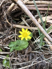 Ficaria verna