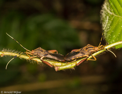 Spathophora biclavata