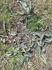 Centaurea nigra