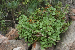 Cineraria saxifraga