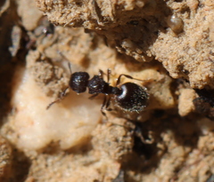 Meranoplus peringueyi