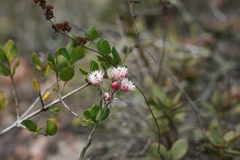 Achyranthemum affine