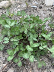 Trifolium pratense