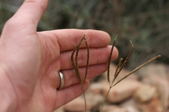 Eustachys paspaloides