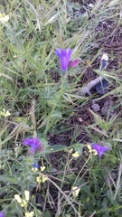 Echium