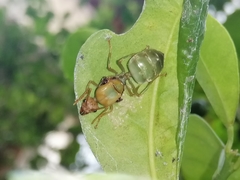 Oecophylla smaragdina