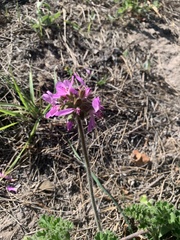 Pelargonium capitatum