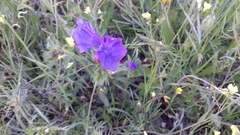 Echium