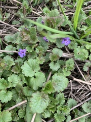 Glechoma hederacea