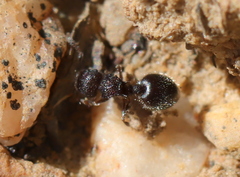 Meranoplus peringueyi