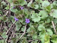 Glechoma hederacea