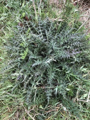Cirsium palustre