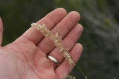 Melica racemosa