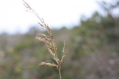 Eragrostis chloromelas