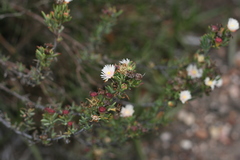 Lampranthus productus