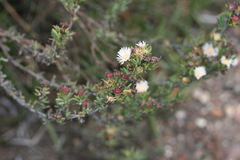 Lampranthus productus