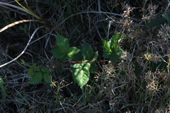 Rubus affinis