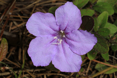 Ruellia caroliniensis var. succulenta image