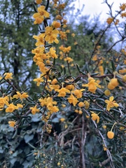 Berberis × stenophylla
