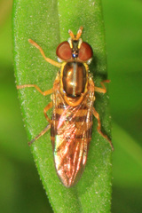 Toxomerus floralis