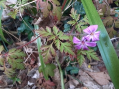 Geranium robertianum