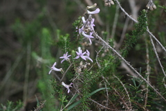 Cyphia heterophylla