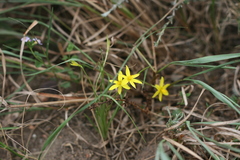 Pauridia trifurcillata