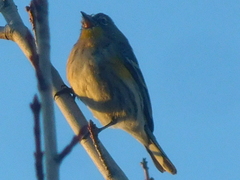 Setophaga coronata