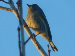 Setophaga coronata