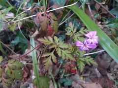 Geranium robertianum