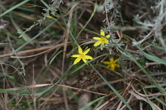 Pauridia trifurcillata
