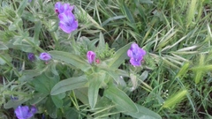 Echium