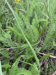 Achillea millefolium