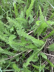Achillea millefolium