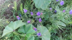 Echium