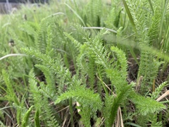 Achillea millefolium