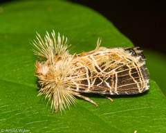 Callopistria dapsilis