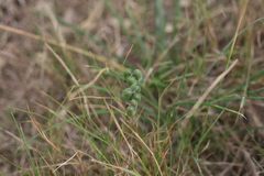 Albuca longifolia